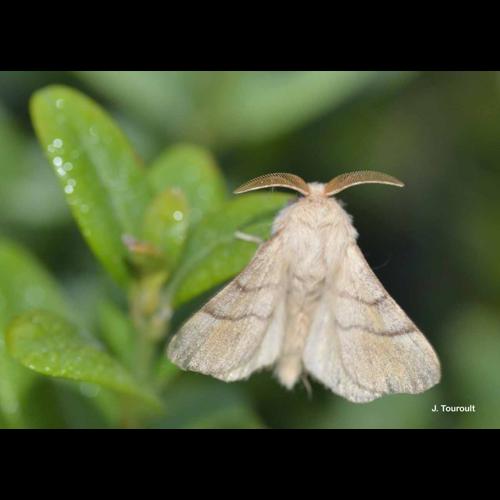 <i>Malacosoma neustria</i> (Linnaeus, 1758) © J. Touroult