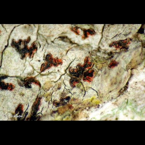 <i>Arthonia elegans</i> (Ach.) Almq., 1880 © J. Vallade