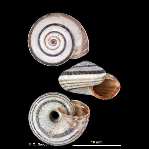 <i>Cernuella aginnica</i> (Locard, 1882) © O. Gargominy