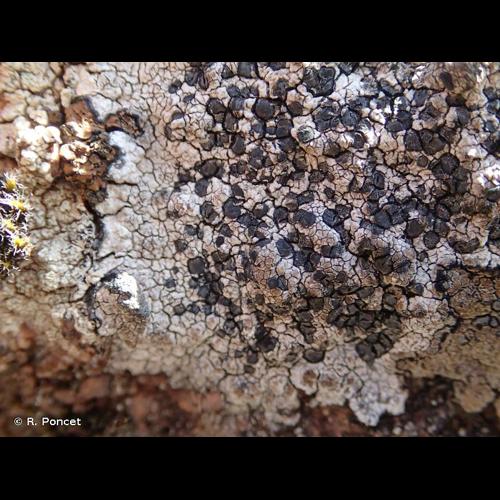 <i>Lecidea fuscoatra </i>(L.) Ach., 1803 var.<i> fuscoatra</i> &copy; R. Poncet