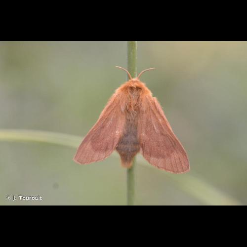 <i>Malacosoma alpicola</i> (Staudinger, 1870) © J. Touroult