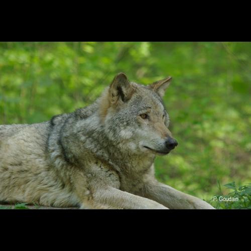<i>Canis lupus</i> Linnaeus, 1758 © P. Gourdain