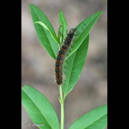 <i>Trichiura crataegi</i> (Linnaeus, 1758) © P. Chatard