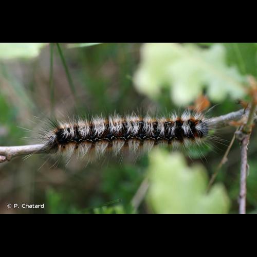 <i>Eriogaster catax</i> (Linnaeus, 1758) &copy; P. Chatard