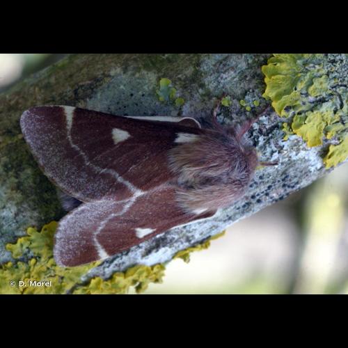 <i>Eriogaster lanestris</i> (Linnaeus, 1758) &copy; D. Morel