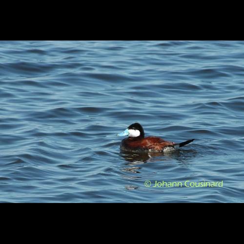 <i>Oxyura jamaicensis</i> (Gmelin, 1789) © Johann Cousinard