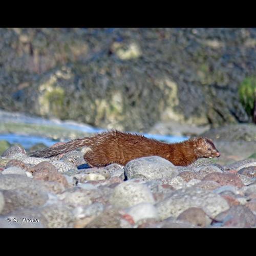 <i>Mustela vison</i> Schreber, 1777 © S. Wroza