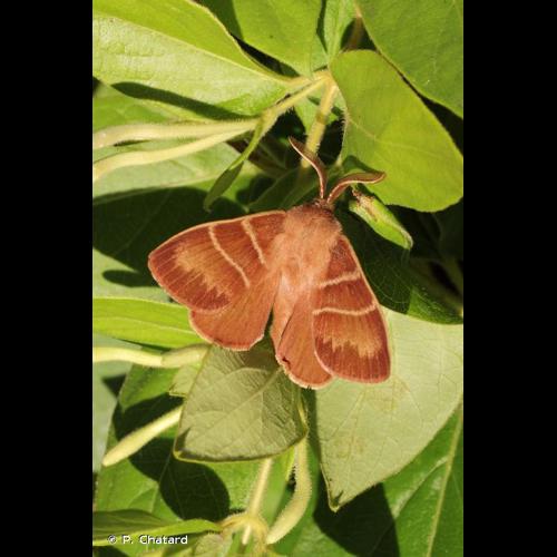 <i>Macrothylacia rubi</i> (Linnaeus, 1758) © P. Chatard