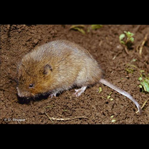 <i>Arvicola amphibius</i> (Linnaeus, 1758) © D. Sirugue