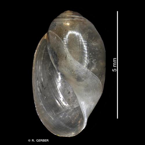 <i>Physa fontinalis</i> (Linnaeus, 1758) © R. GERBER