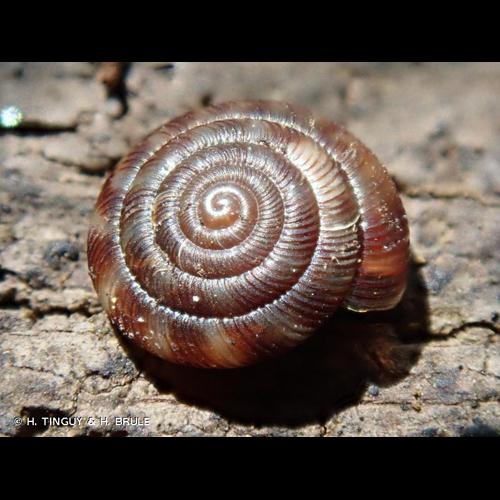 <i>Discus rotundatus</i> (O.F. Müller, 1774) © H. TINGUY & H. BRULE