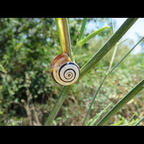 <i>Theba pisana</i> (O.F. Müller, 1774) &copy; S. Wroza