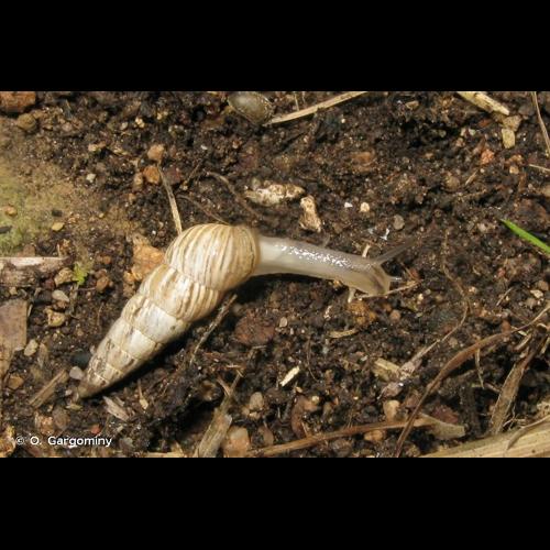 <i>Cochlicella acuta</i> (O.F. Müller, 1774) © O. Gargominy