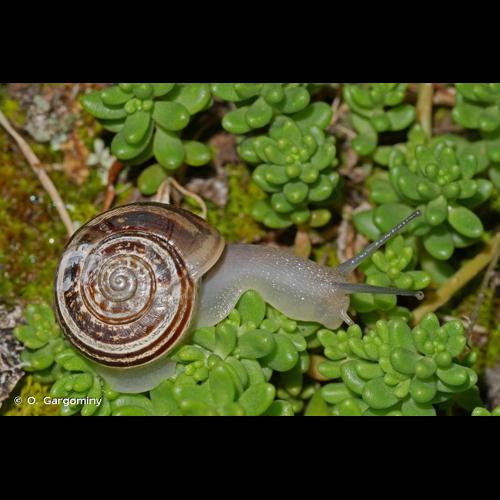 <i>Eobania vermiculata</i> (O.F. Müller, 1774) © O. Gargominy