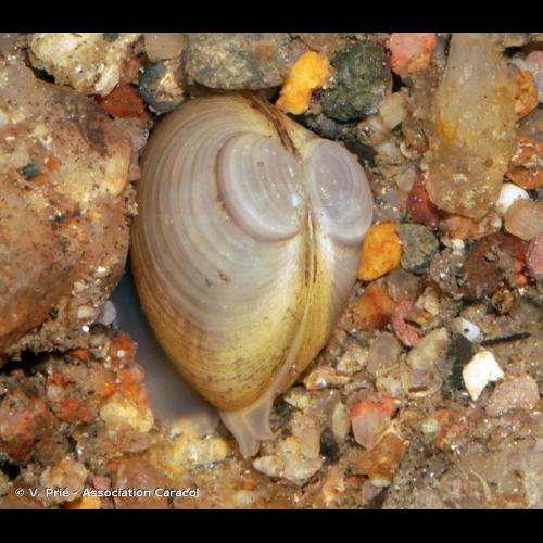 <i>Sphaerium solidum</i> (Normand, 1844) © V. Prié - Association Caracol