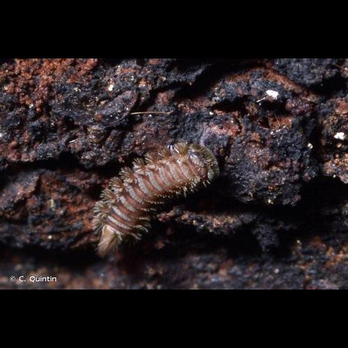 <i>Polyxenus lagurus</i> (Linnaeus, 1758) © C. Quintin