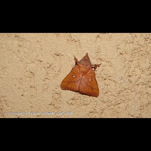 <i>Odonestis pruni</i> (Linnaeus, 1758) © J. Piolain LPR Corse - MNHN, CdC, OFB