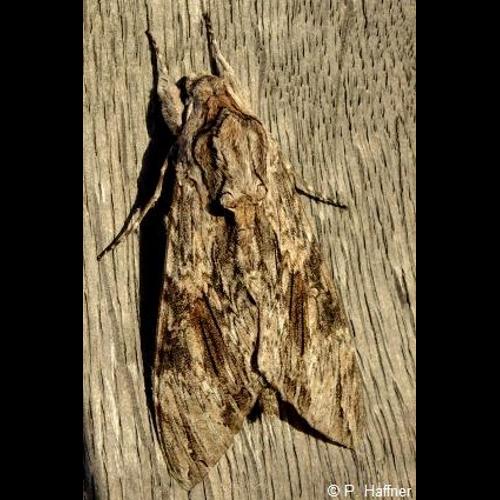 <i>Agrius convolvuli</i> (Linnaeus, 1758) © P. Haffner