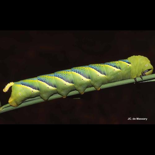 <i>Acherontia atropos</i> (Linnaeus, 1758) &copy; J.-C. de Massary