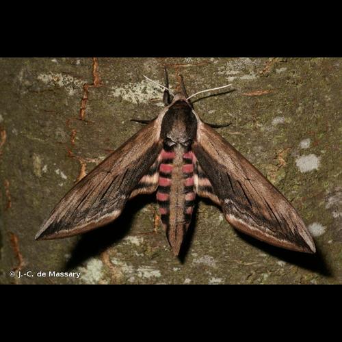 <i>Sphinx ligustri</i> Linnaeus, 1758 © J.-C. de Massary