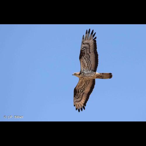 <i>Pernis apivorus</i> (Linnaeus, 1758) © J.P. Siblet