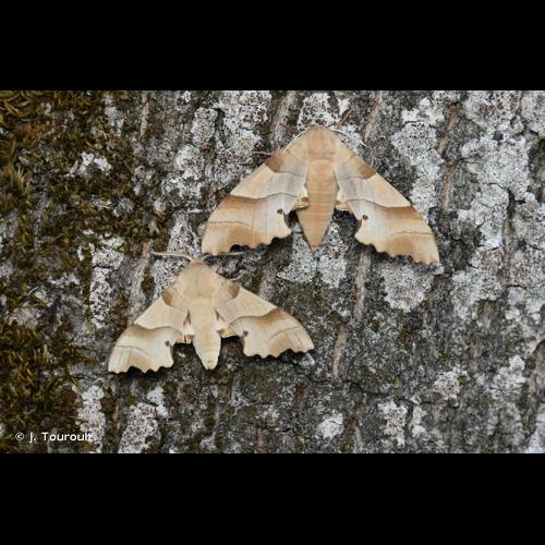 <i>Marumba quercus</i> (Denis & Schiffermüller, 1775) © J. Touroult
