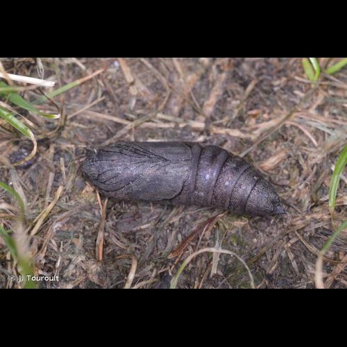 <i>Mimas tiliae</i> (Linnaeus, 1758) &copy; J. Touroult