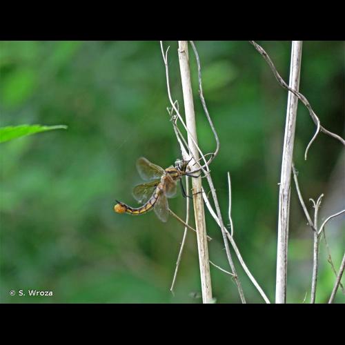 <i>Epitheca bimaculata</i> (Charpentier, 1825) &copy; S. Wroza