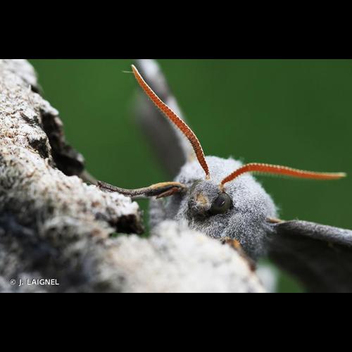 <i>Laothoe populi</i> (Linnaeus, 1758) © J. LAIGNEL