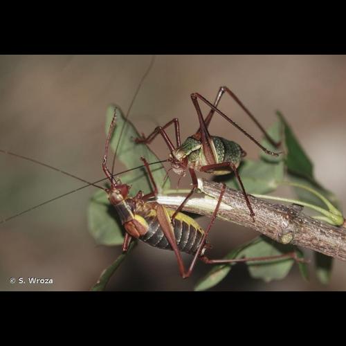 <i>Barbitistes obtusus</i> Targioni-Tozzetti, 1881 © S. Wroza