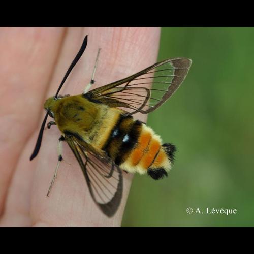 <i>Hemaris tityus</i> (Linnaeus, 1758) &copy; A. Lévêque