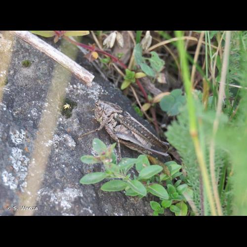 <i>Platycleis albopunctata albopunctata</i> (Goeze, 1778) © S. Wroza