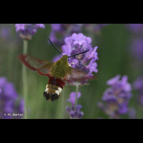 <i>Hemaris fuciformis</i> (Linnaeus, 1758) © M. Bartoli