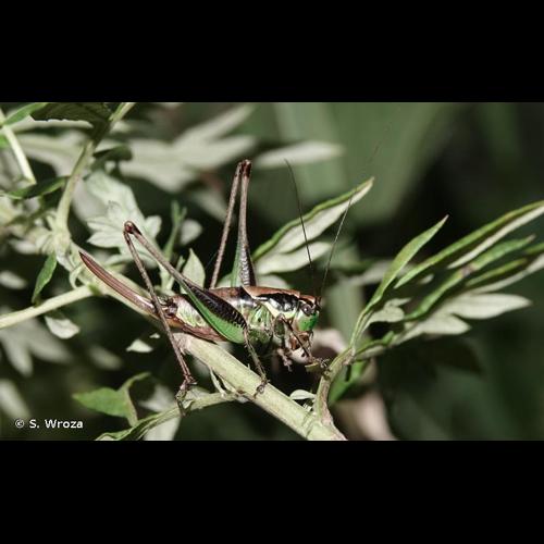 <i>Eupholidoptera chabrieri chabrieri</i> (Charpentier, 1825) © S. Wroza