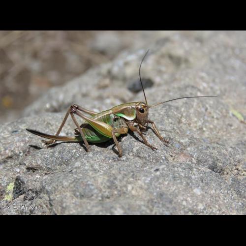 <i>Anonconotus alpinus</i> (Yersin, 1858) © S. Wroza
