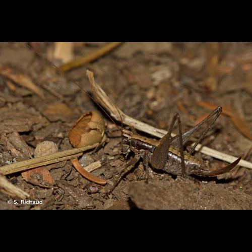 <i>Yersinella raymondii</i> (Yersin, 1860) &copy; S. Richaud