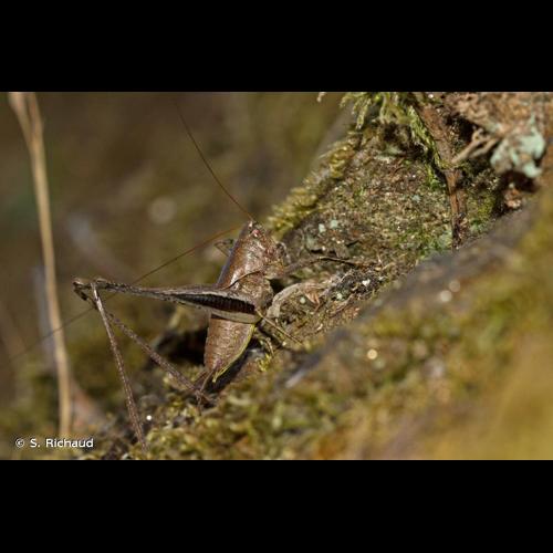 <i>Rhacocleis poneli</i> Harz & Voisin, 1987 © S. Richaud