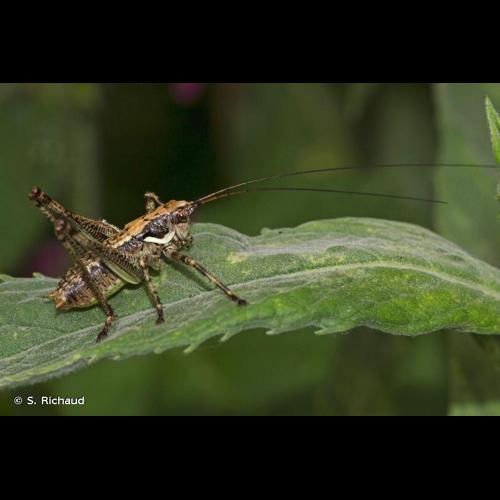 <i>Antaxius pedestris</i> (Fabricius, 1787) © S. Richaud