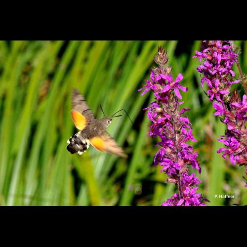 <i>Macroglossum stellatarum</i> (Linnaeus, 1758) &copy; P. Haffner