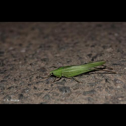 <i>Ruspolia nitidula nitidula</i> (Scopoli, 1786) &copy; S. Wroza