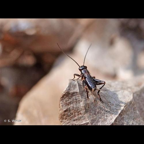 <i>Nemobius sylvestris</i> (Bosc, 1792) &copy; S. Wroza