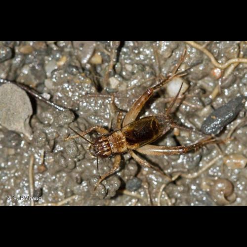 <i>Pteronemobius lineolatus</i> (Brullé, 1835) &copy; S. Richaud