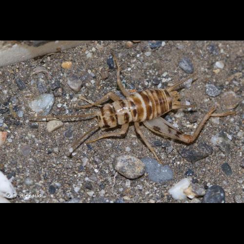 <i>Gryllomorpha uclensis</i> Pantel, 1890 © S. Richaud