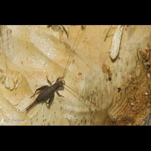 <i>Arachnocephalus vestitus</i> Costa, 1855 © S. Richaud