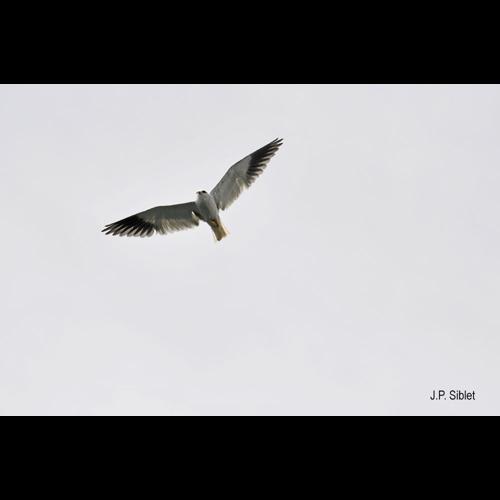 <i>Elanus caeruleus</i> (Desfontaines, 1789) © J.P. Siblet