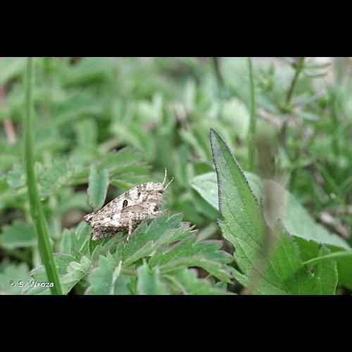 <i>Tetrix bipunctata</i> (Linnaeus, 1758) © S. Wroza