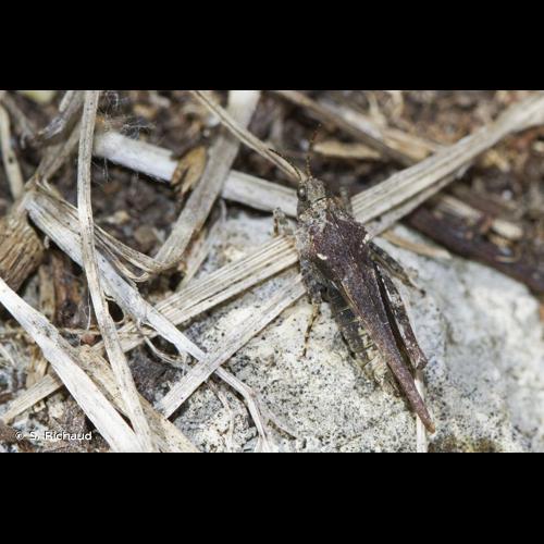 <i>Tetrix ceperoi</i> (Bolívar, 1887) © S. Richaud