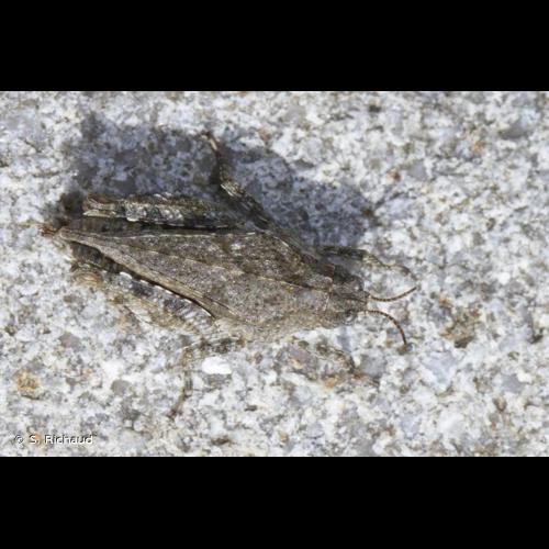 <i>Tetrix tuerki</i> (Krauss, 1876) © S. Richaud