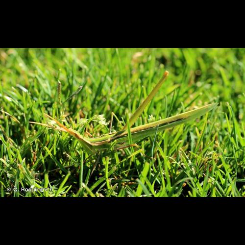 <i>Acrida ungarica</i> (Herbst, 1786) © O. Roquinarc'h