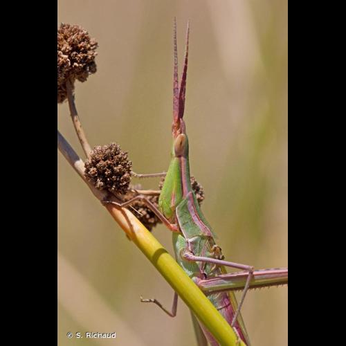 <i>Acrida ungarica mediterranea</i> Dirsh, 1949 © S. Richaud